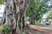 Campo Grande planta clones de figueiras centenárias para preservar patrimônio histórico