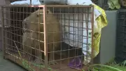 Capivara atacada no Rio pode perder visão; suspeitos presos e multados