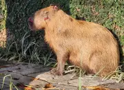 Capivara é brutalmente agredida por grupo de oito homens na Ilha do Governador, RJ