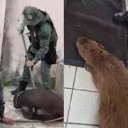 Capivara ferida por cães é resgatada pela Polícia Ambiental em Maceió
