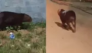 Capivara invade bairro de Imperatriz e surpreende moradores com aparição noturna