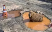 Capivara vira mascote de Itajubá após imagem de IA com buraco viralizar e prefeitura consertar rua