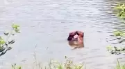 Capivaras são flagradas em ritual de acasalamento em lago da UFRRJ, em Seropédica