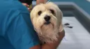 Castração gratuita para cães e gatos tem novas vagas em Porto Velho