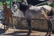Cavalos são resgatados após maus-tratos em Aracaju; denúncias levaram à ação policial