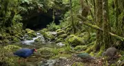Caverna na Nova Zelândia revela 'cápsula do tempo' de 1 milhão de anos com aves ancestrais