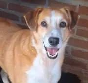 Caxias do Sul realiza 'Desfile de Caramelo' com 56 cães para promover adoção responsável