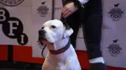 Cães astros do cinema são premiados em evento internacional em Londres