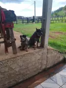 Cão com língua mutilada por roçadeira em RO encontra lar amoroso em fazenda após adoção