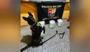 Cão farejador ajuda PM a prender mulher com 10 kg de skunk em ônibus na Raposo Tavares
