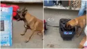 Cão farejador descobre drogas escondidas em caixa de som durante abordagem policial em Tauá (CE)