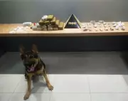 Cão farejador descobre drogas escondidas em casa abandonada em Manhuaçu