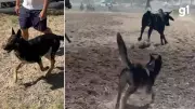Cão 'General' se destaca como peão canino em rodeio internacional no RS