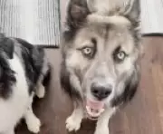 Cão que só respondia a comandos em espanhol encontra nova família após detenção de tutores