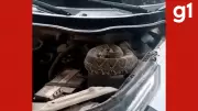 Cobra Cascavel de Quase Um Metro é Encontrada Dentro de Motor de Carro em Secretaria de MT