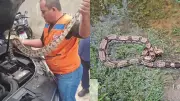 Cobra de 1,5 metro invade motor de carro e é resgatada pela Defesa Civil no Piauí