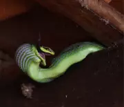 Cobra-verde preda morcego em flagrante impressionante em sítio de Tejupá, SP