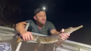 Crocodilo é resgatado em área urbana da Austrália após surpreender moradores