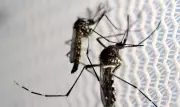 Dengue é o primeiro desafio da coalizão global de saúde do G20 liderada pelo Brasil