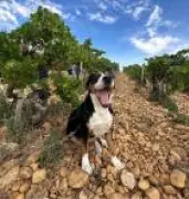 Domaine de La Solitude renova tradição secular de Châteauneuf-du-Pape com práticas sustentáveis