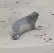 Elefante-marinho-do-sul é avistado em praia do Litoral Norte de Alagoas