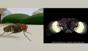 Empresa afirma ter copiado cérebro de mosca para computador, mas especialistas contestam avanço