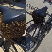 Enxame de abelhas transforma bicicleta em ninho improvisado em Joinville; vídeo viraliza