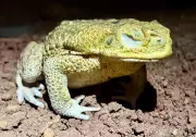 Estudo em Fernando de Noronha avalia impacto de sapos invasores na fauna endêmica