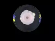 Estudo revela que vírus 'escutam' conversas químicas de outras espécies e podem tomar decisões erradas