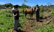 Exército Brasileiro auxilia na retirada de 27 cavalos de Fernando de Noronha