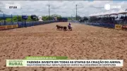 Fazenda no Agreste Pernambucano Investe na Criação de Cavalos Quarto de Milha