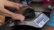 Feira do Peixe Vivo em Cabrobó oferece peixes frescos a preços justos para a Semana Santa