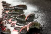 Feira Peixe Santo 2026 em Cuiabá: inscrições abertas para vendedores até 17 de março