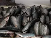 Festival da Sardinha em Santos oferece peixe fresco a partir de R$ 12,99 no Mercado do Peixe