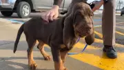 Filhote de Bloodhound é Recrutado pela Polícia Rodoviária nos Estados Unidos