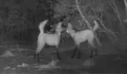 Flagrante raro: Câmeras capturam acasalamento de lobos-guará em reserva ecológica do Mato Grosso