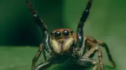 Fotógrafo revela universo oculto da natureza através da macrofotografia em São Paulo
