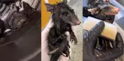 Gambá cai em tambor com graxa e óleo em SC, é resgatado e vídeo viraliza com 2,8 milhões de visualizações