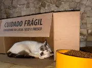 Gatos sofrem maus-tratos após morte de tutora em Belém; campanha busca adoção para 25 felinos