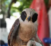 Gavião-sorridente com asa quebrada é resgatado em Cabo Frio após ser encontrado caído