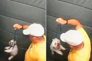 Guarda aposentado tenta recuperar cachorro após agressão em elevador em Praia Grande