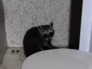 Guaxinim invade banheiro de casa em Lagarto e é resgatado por Bombeiros