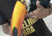 Homem embriagado leva tucano ferido a posto de saúde em Guaraí e surpreende equipe