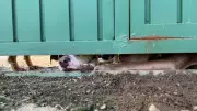 Homem é solto após prisão por maus-tratos a 60 cães em falsa ONG em São Roque
