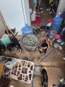 Idosa de 73 anos é presa por maus-tratos a 18 cães e animais silvestres em Iapu, MG