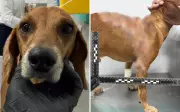 Idosa é indiciada por maus-tratos contra cão comunitário Johnny em Goiânia