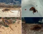 Infestação de escorpiões em creche de São Carlos gera pânico entre pais de alunos