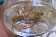 Infestação de escorpiões em Jacareí preocupa moradores após roçada inadequada