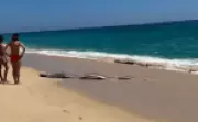 Irmãs resgatam dois raros 'peixes do fim do mundo' em praia mexicana; vídeo viraliza