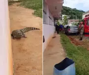 Jacaré é flagrado caminhando em rua de bairro em Itaperuna, no RJ